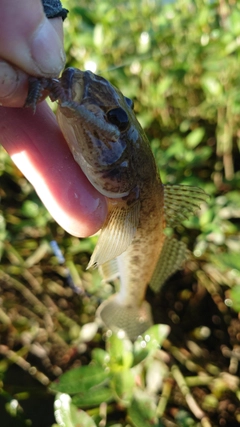 マハゼの釣果