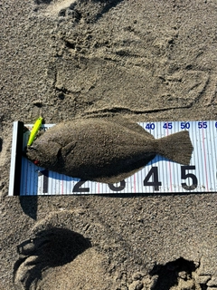 ヒラメの釣果
