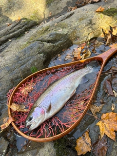 ニジマスの釣果