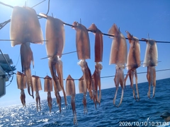 スルメイカの釣果