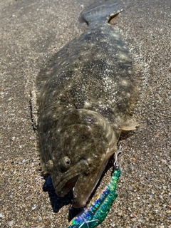 ソゲの釣果