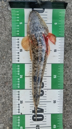 マゴチの釣果