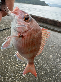 チャリコの釣果