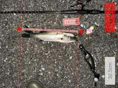 シーバスの釣果