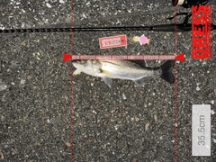 シーバスの釣果