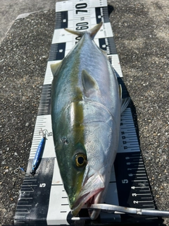 ハマチの釣果