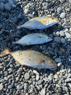 ショゴの釣果