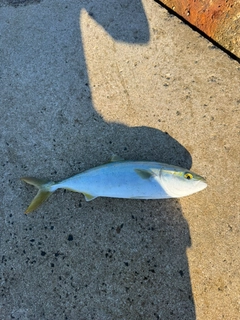 コゾクラの釣果