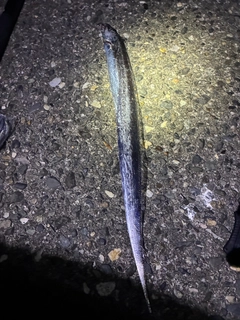 タチウオの釣果