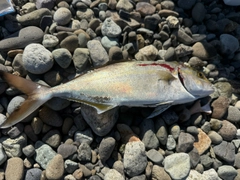 ショゴの釣果