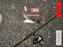 シーバスの釣果