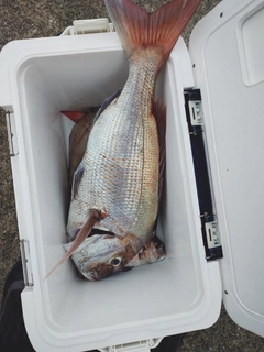 タコの釣果