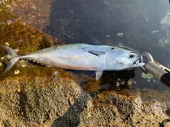 ソウダガツオの釣果