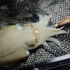 コウイカの釣果
