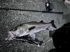 シーバスの釣果
