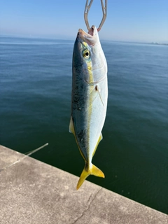 ワカシの釣果