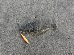 ヒラメの釣果