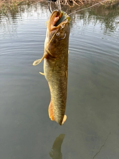 ナマズの釣果