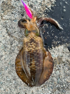 アオリイカの釣果