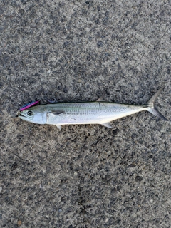 サゴシの釣果