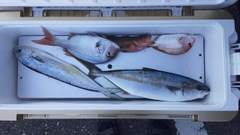 ヒラマサの釣果