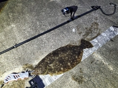ヒラメの釣果