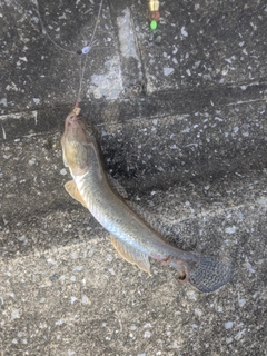 ハゼの釣果