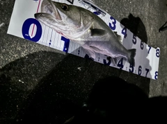 シーバスの釣果