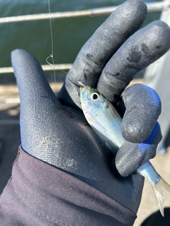 サッパの釣果