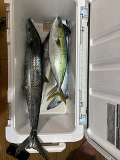 サワラの釣果