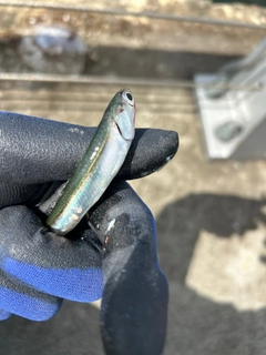 カタクチイワシの釣果