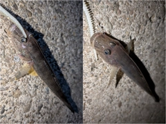 マハゼの釣果