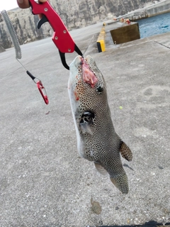 モヨウフグの釣果