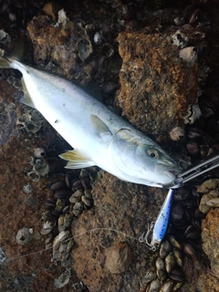 ハマチの釣果