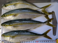 ワカシの釣果