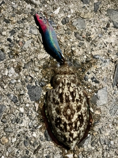 コウイカの釣果