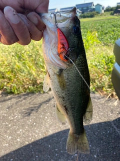 ラージマウスバスの釣果