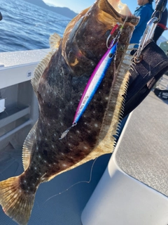 ヒラメの釣果