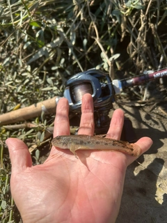 ハゼの釣果