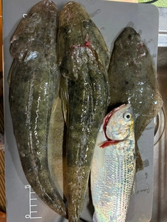 マゴチの釣果