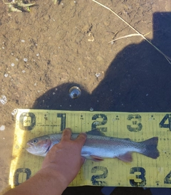 ニジマスの釣果