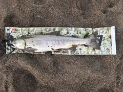アキアジの釣果