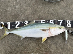 メジロの釣果