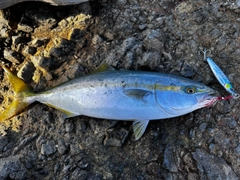 イナダの釣果