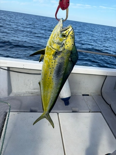 シイラの釣果
