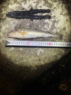 コマイの釣果