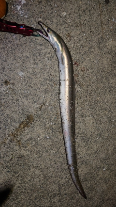 ハモの釣果