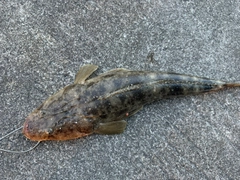 コチの釣果