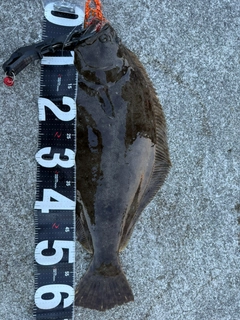 ヒラメの釣果