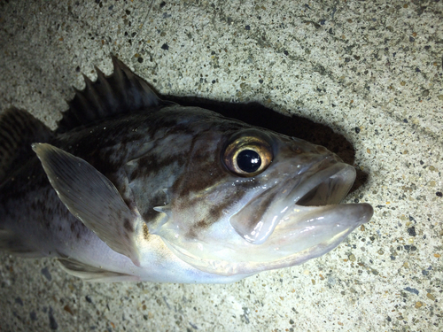 クロソイの釣果